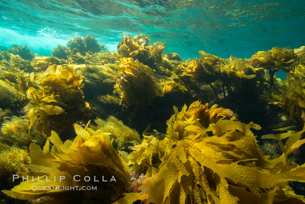 Southern sea palm, palm kelp, underwater, San Clemente Island. California, USA, Eisenia arborea, natural history stock photograph, photo id 30918