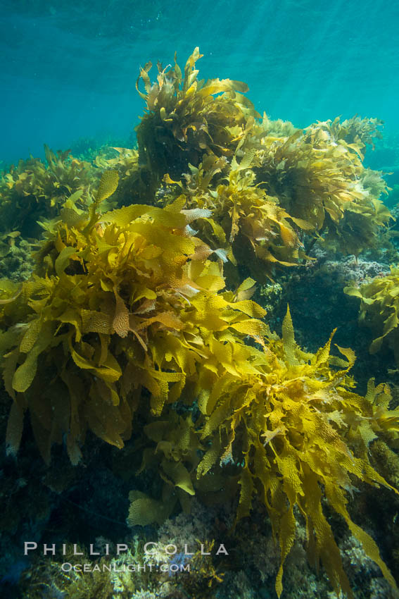 Southern sea palm, palm kelp, underwater, San Clemente Island. California, USA, Eisenia arborea, natural history stock photograph, photo id 30920