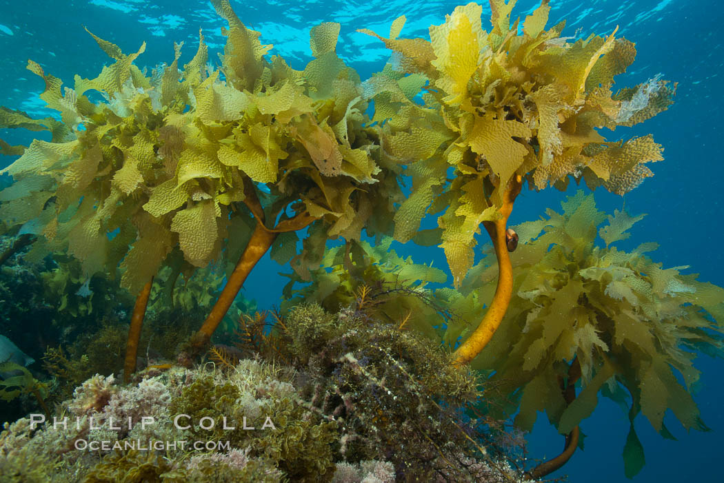 Southern sea palm, palm kelp, underwater, San Clemente Island. California, USA, Eisenia arborea, natural history stock photograph, photo id 30917