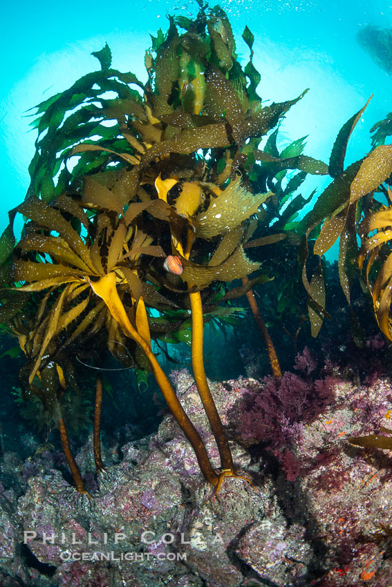 Southern sea palm, palm kelp, underwater, San Clemente Island. California, USA, Eisenia arborea, natural history stock photograph, photo id 38521