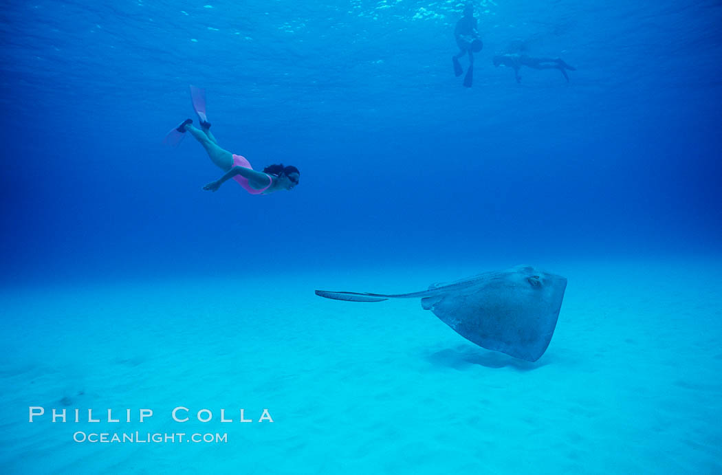 Southern stingray. Bahamas, Dasyatis americana, natural history stock photograph, photo id 04904