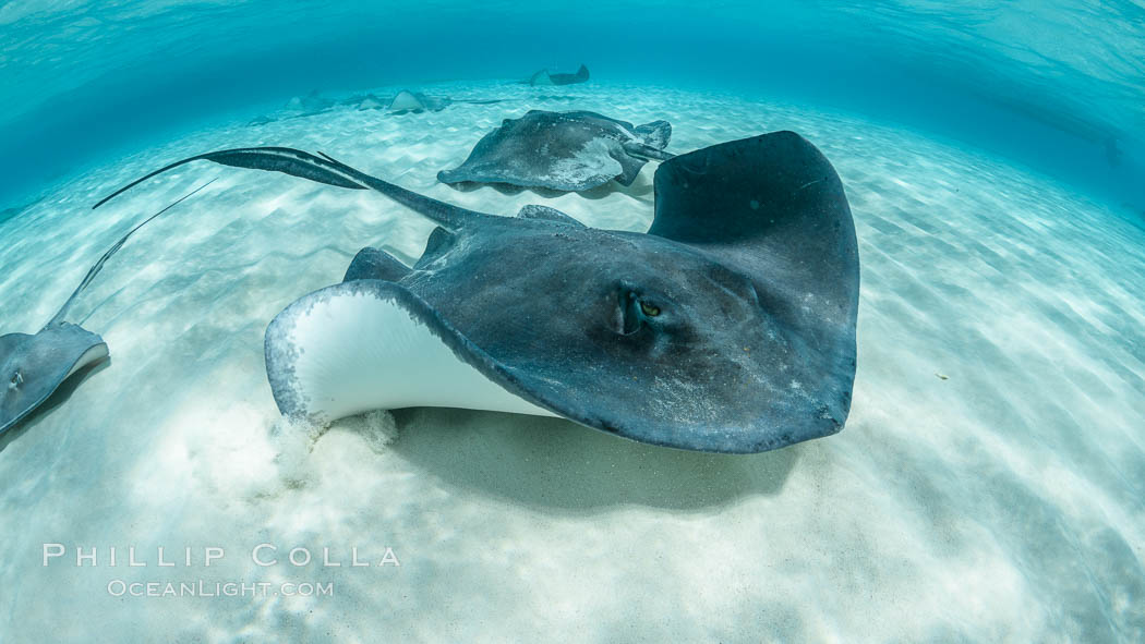 Southern Stingray, Stingray City, Grand Cayman Island. Cayman Islands, Dasyatis americana, natural history stock photograph, photo id 32066