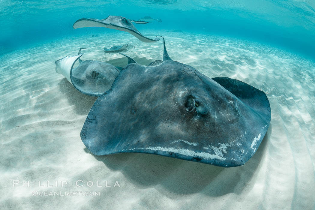 Southern Stingray, Stingray City, Grand Cayman Island Southern Stingray, Stingray City, Grand Cayman Island