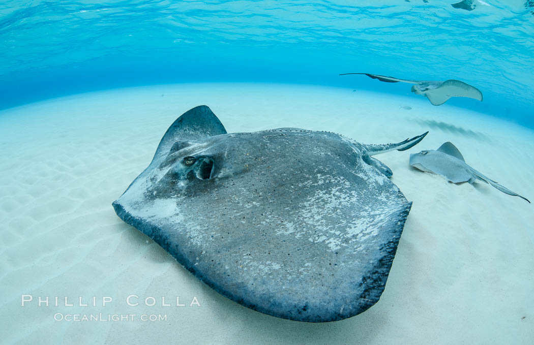 Southern Stingray, Stingray City, Grand Cayman Island. Cayman Islands, Dasyatis americana, natural history stock photograph, photo id 32214