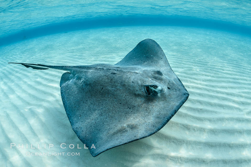 Southern Stingray, Stingray City, Grand Cayman Island. Cayman Islands, Dasyatis americana, natural history stock photograph, photo id 32088