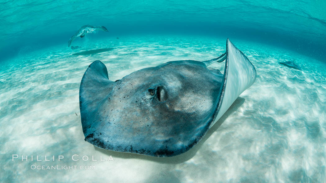 Southern Stingray, Stingray City, Grand Cayman Island. Cayman Islands, Dasyatis americana, natural history stock photograph, photo id 32067