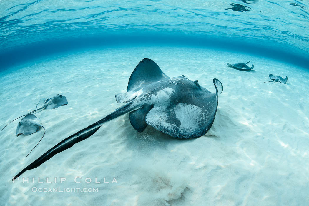 Southern Stingray, Stingray City, Grand Cayman Island. Cayman Islands, Dasyatis americana, natural history stock photograph, photo id 32087