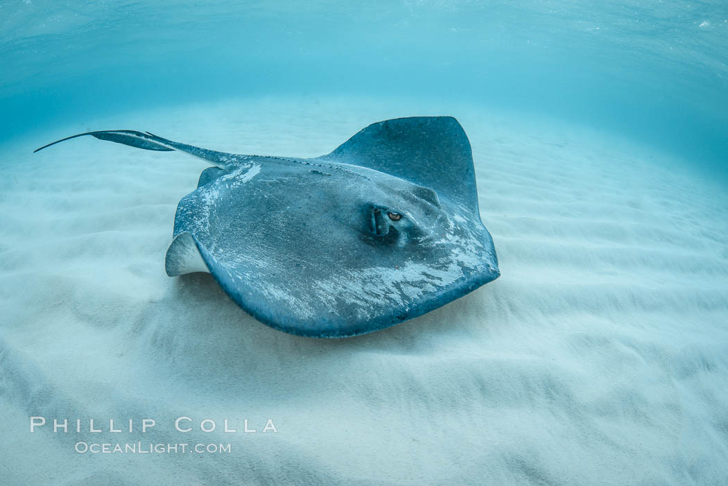 Southern Stingray, Stingray City, Grand Cayman Island. Cayman Islands, Dasyatis americana, natural history stock photograph, photo id 32157