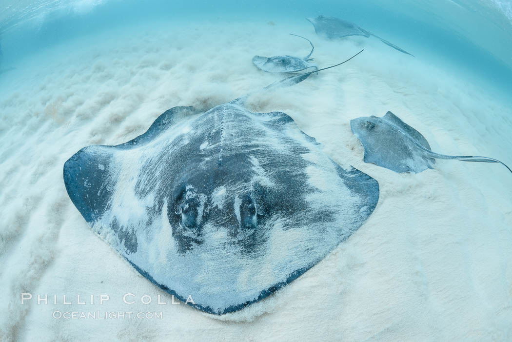 Southern Stingray, Stingray City, Grand Cayman Island