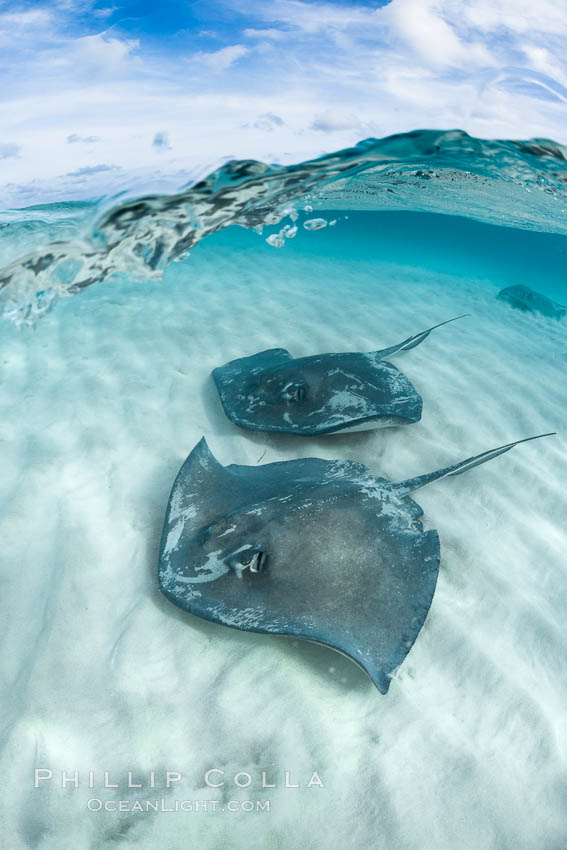 Southern Stingrays, Stingray City, Grand Cayman Island