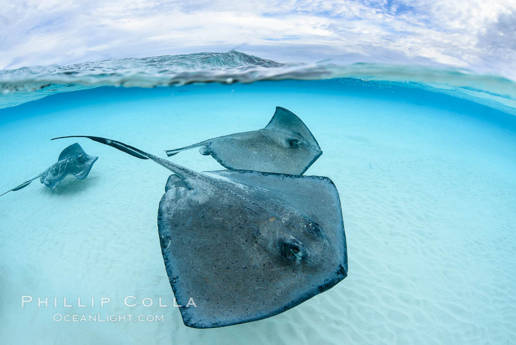 Southern Stingrays, Stingray City, Grand Cayman Island. Cayman Islands, Dasyatis americana, natural history stock photograph, photo id 32235