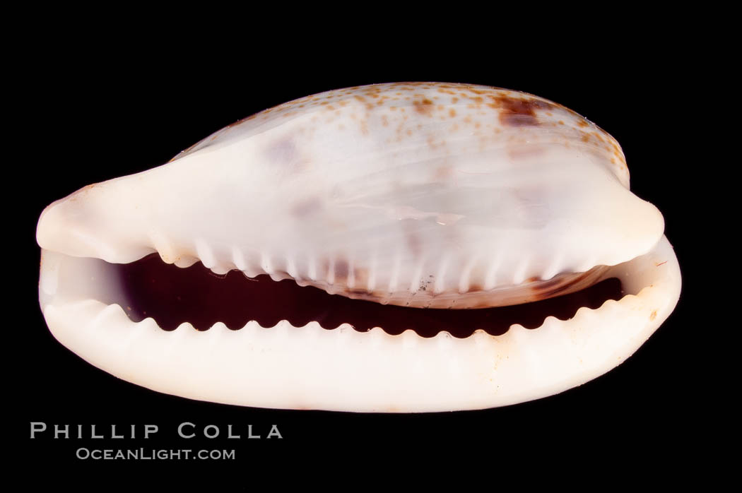 Sowerby's Cylindrical Cowrie., Cypraea cylindrica sowerbyana, natural history stock photograph, photo id 08164