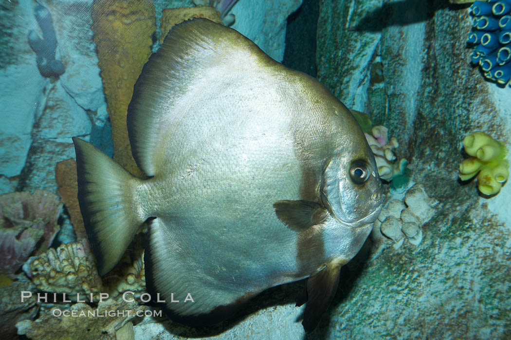 Unidentified fish., natural history stock photograph, photo id 11876
