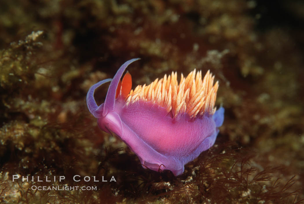 Spanish shawl  nudibranch. California, USA, Flabellina iodinea, Flabellinopsis iodinea, natural history stock photograph, photo id 00266