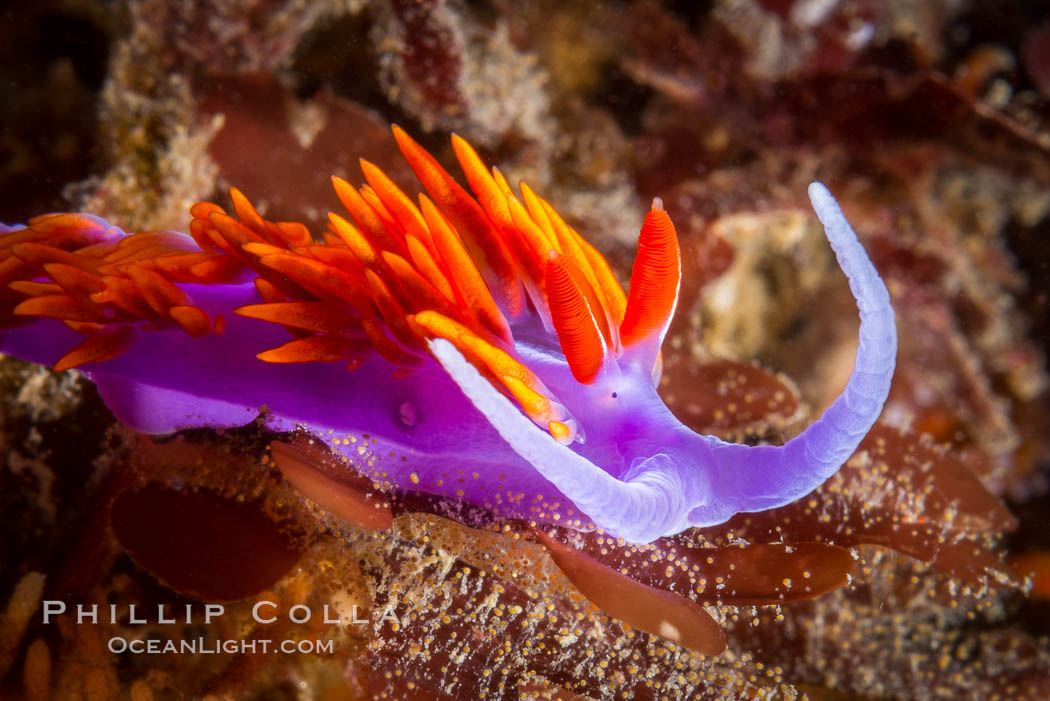 Spanish shawl nudibranch. San Diego, California, USA, Flabellina iodinea, Flabellinopsis iodinea, natural history stock photograph, photo id 34198