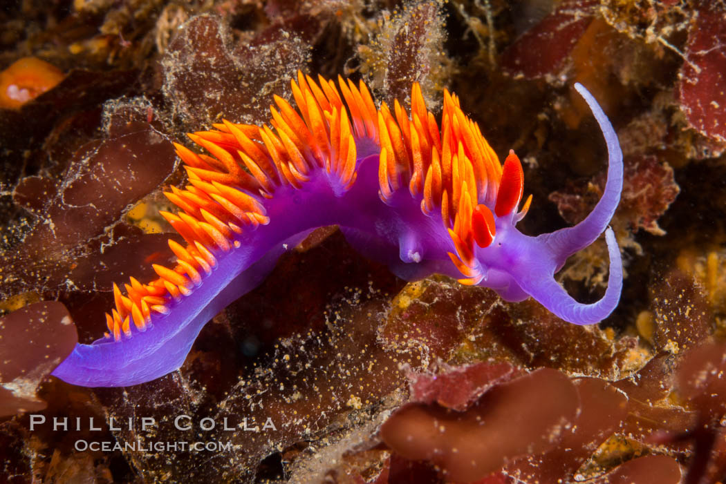 Spanish shawl nudibranch, Flabellinopsis iodinea, Flabellina iodinea, San Diego, California