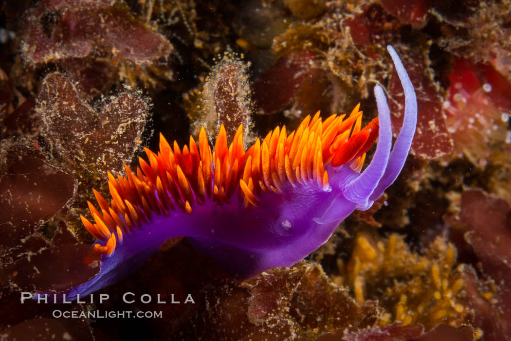 Spanish shawl nudibranch. San Diego, California, USA, Flabellina iodinea, Flabellinopsis iodinea, natural history stock photograph, photo id 34204