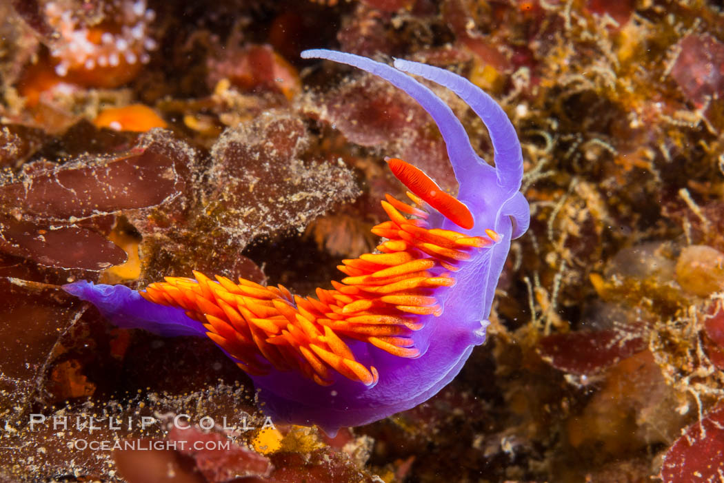 Spanish shawl nudibranch. San Diego, California, USA, Flabellina iodinea, Flabellinopsis iodinea, natural history stock photograph, photo id 34199