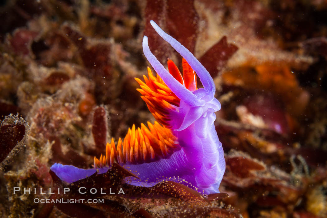 Spanish shawl nudibranch. San Diego, California, USA, Flabellina iodinea, Flabellinopsis iodinea, natural history stock photograph, photo id 34203