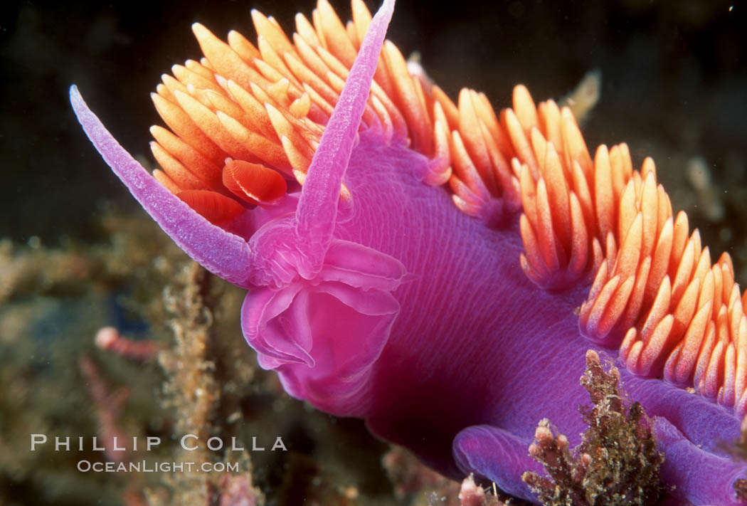Spanish shawl  nudibranch. Santa Cruz Island, California, USA, Flabellina iodinea, Flabellinopsis iodinea, natural history stock photograph, photo id 02033