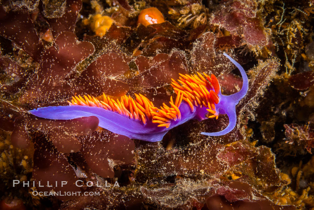 Spanish shawl nudibranch. San Diego, California, USA, Flabellina iodinea, Flabellinopsis iodinea, natural history stock photograph, photo id 34197