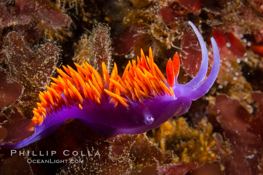 Spanish shawl nudibranch. San Diego, California, USA, Flabellina iodinea, Flabellinopsis iodinea, natural history stock photograph, photo id 34201