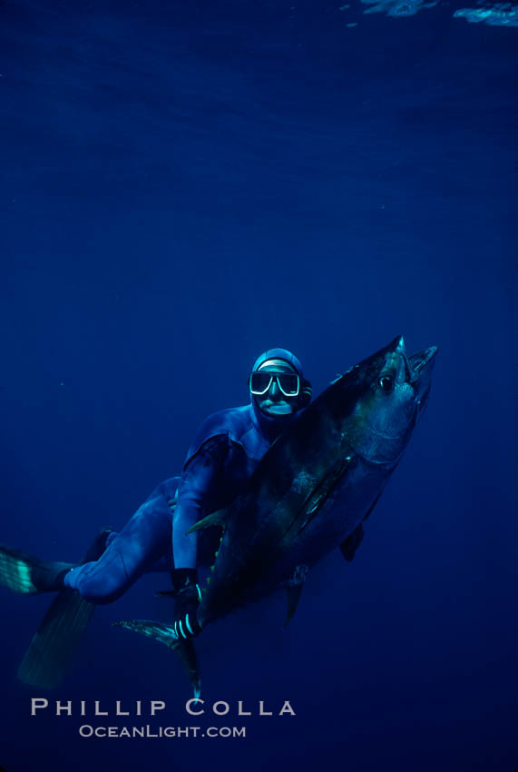 Joe Tobin and speared yellowfin tuna. Guadalupe Island (Isla Guadalupe), Baja California, Mexico, natural history stock photograph, photo id 02111