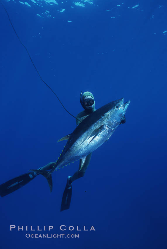 Chris Thompson and yellowfin tuna speared at Guadalupe Island. Guadalupe Island (Isla Guadalupe), Baja California, Mexico, natural history stock photograph, photo id 03731