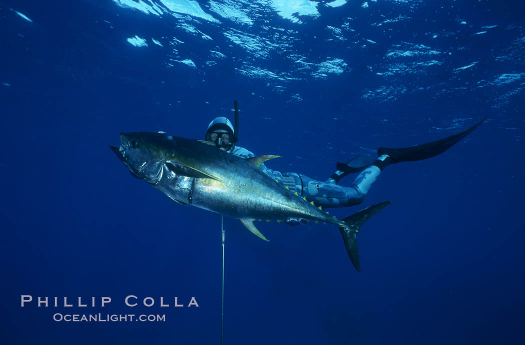 Spearfisherman holding yellowfin tuna. Guadalupe Island (Isla Guadalupe), Baja California, Mexico, natural history stock photograph, photo id 03561