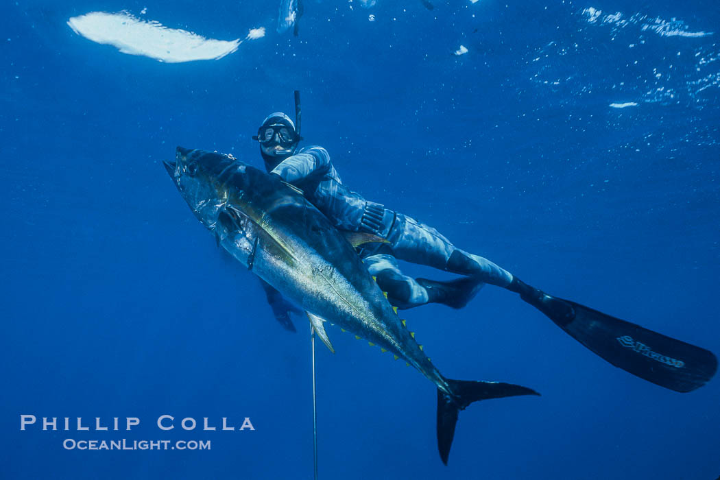Spearfishing, Guadalupe Island, Mexico., natural history stock photograph, photo id 36166