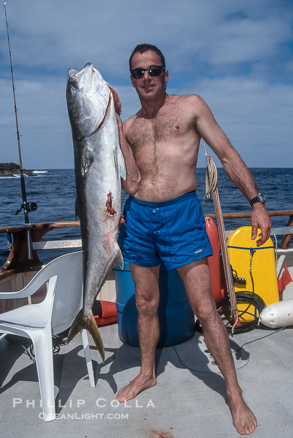 Spearfishing, Guadalupe Island, Mexico., natural history stock photograph, photo id 36206