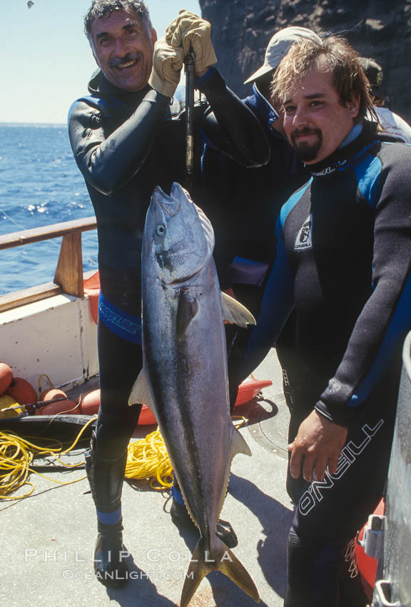 Spearfishing, Guadalupe Island, Mexico. Guadalupe Island (Isla Guadalupe), Baja California, natural history stock photograph, photo id 36205