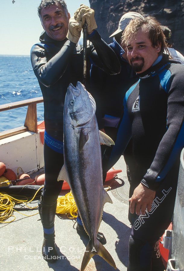 Spearfishing, Guadalupe Island, Mexico., natural history stock photograph, photo id 36205