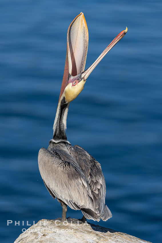 Spectacular Brown Pelican Head Throw Display. This California brown pelican is arching its head and neck way back, opening its mouth in a behavior known as a head throw or bill throw. La Jolla, USA, Pelecanus occidentalis, Pelecanus occidentalis californicus, natural history stock photograph, photo id 38674