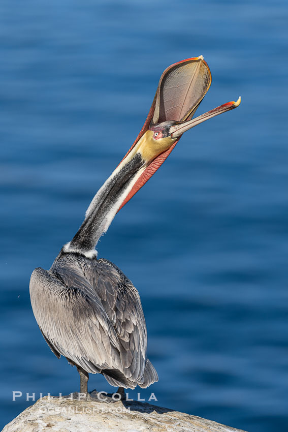 Spectacular Brown Pelican Head Throw Display. This California brown pelican is arching its head and neck way back, opening its mouth in a behavior known as a head throw or bill throw. La Jolla, USA, Pelecanus occidentalis, Pelecanus occidentalis californicus, natural history stock photograph, photo id 38676