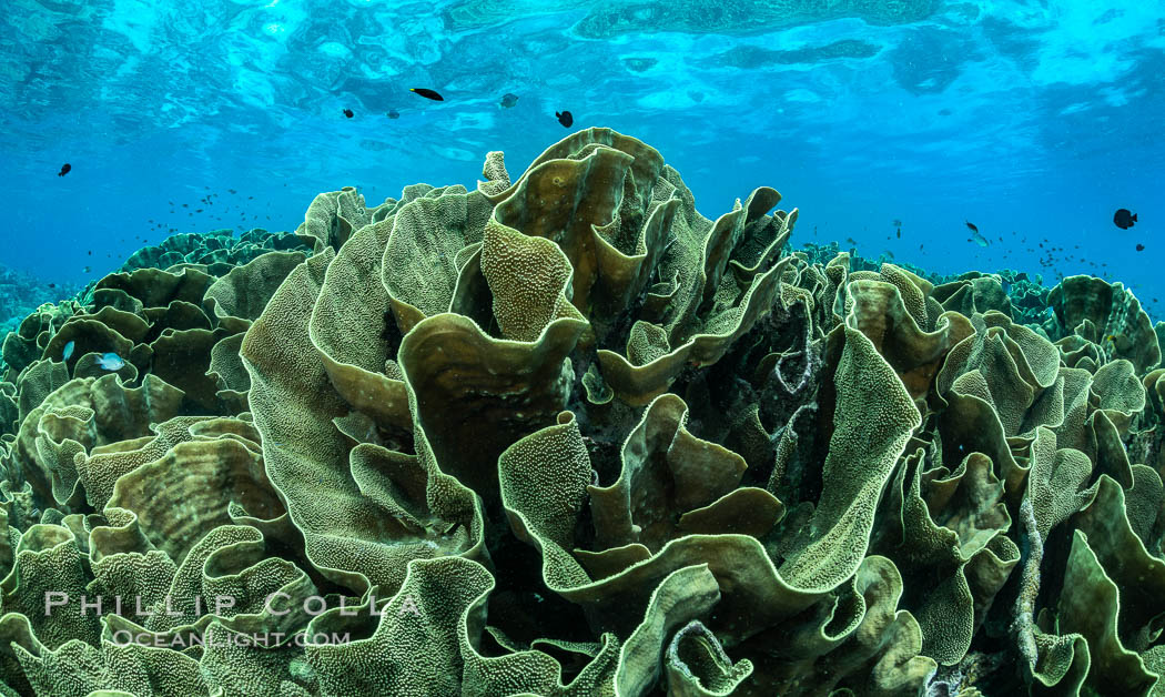 Spectacular display of pristine cabbage coral, Turbinaria reniformis, in Nigali Pass on Gao Island, Fiji, Turbinaria reniformis, Nigali Passage, Gau Island, Lomaiviti Archipelago