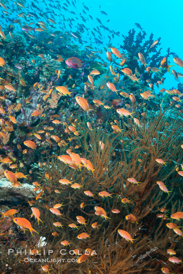 Pristine tropical reef with black coral, schooling anthias fishes and colorful dendronephthya soft corals, pulsing with life in a strong current over a pristine coral reef. Fiji is known as the soft coral capitlal of the world., Dendronephthya, Pseudanthias, natural history stock photograph, photo id 31601