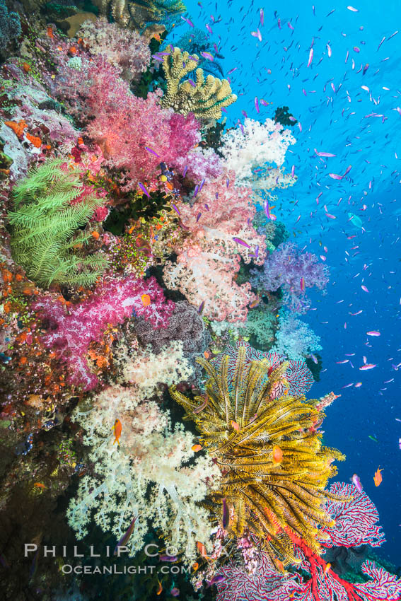 Spectacular pristine tropical reef with vibrant colorful soft corals. Dendronephthya soft corals, crinoids, sea fan gorgonians and schooling Anthias fishes, pulsing with life in a strong current over a pristine coral reef. Fiji is known as the soft coral capitlal of the world, Dendronephthya, Pseudanthias, Crinoidea, Gorgonacea, Namena Marine Reserve, Namena Island