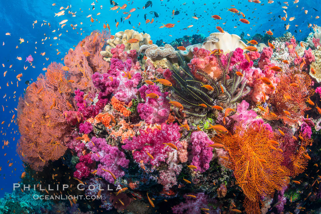 Spectacular pristine tropical reef with vibrant colorful soft corals. Dendronephthya soft corals, crinoids, sea fan gorgonians and schooling Anthias fishes, pulsing with life in a strong current over a pristine coral reef. Fiji is known as the soft coral capitlal of the world. Vatu I Ra Passage, Bligh Waters, Viti Levu  Island, Crinoidea, Dendronephthya, Gorgonacea, Pseudanthias, natural history stock photograph, photo id 31367