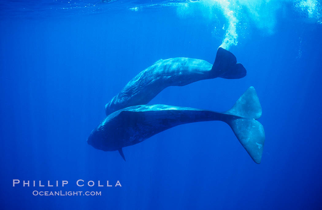Sperm whales diving. Sao Miguel Island, Azores, Portugal, Physeter macrocephalus, natural history stock photograph, photo id 02100