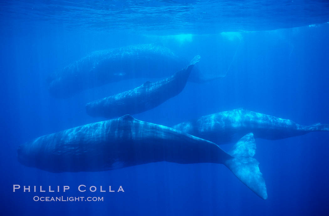 Sperm whales. Sao Miguel Island, Azores, Portugal, Physeter macrocephalus, natural history stock photograph, photo id 02075