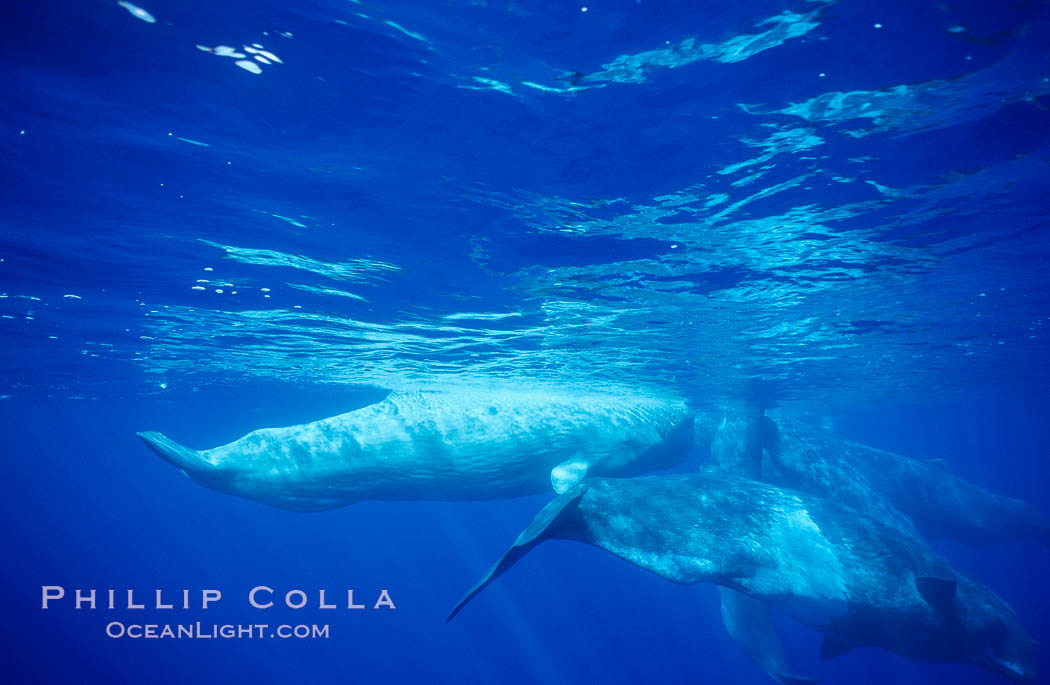 WHITE juvenile sperm whale in social group. Sao Miguel Island, Azores, Portugal, Physeter macrocephalus, natural history stock photograph, photo id 02099