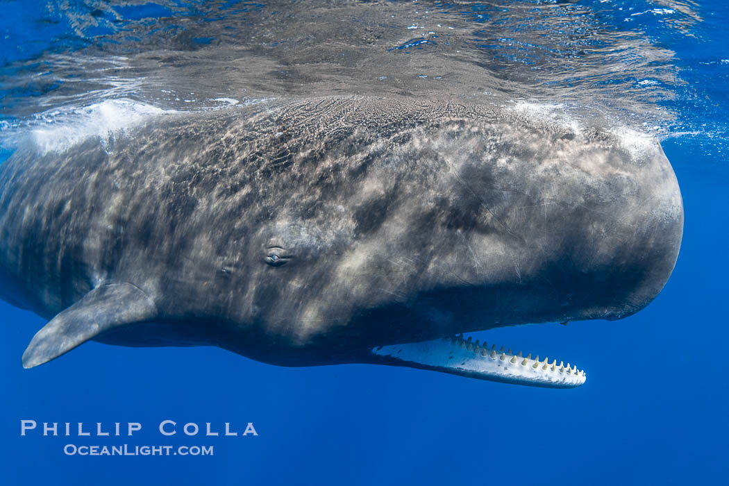 Sperm whale underwater, Physeter macrocephalus. Sperm whales are found year-round in the abyssal trench alongside the island of Dominica since this is where they forage for deep-sea squid., Physeter macrocephalus, natural history stock photograph, photo id 41466