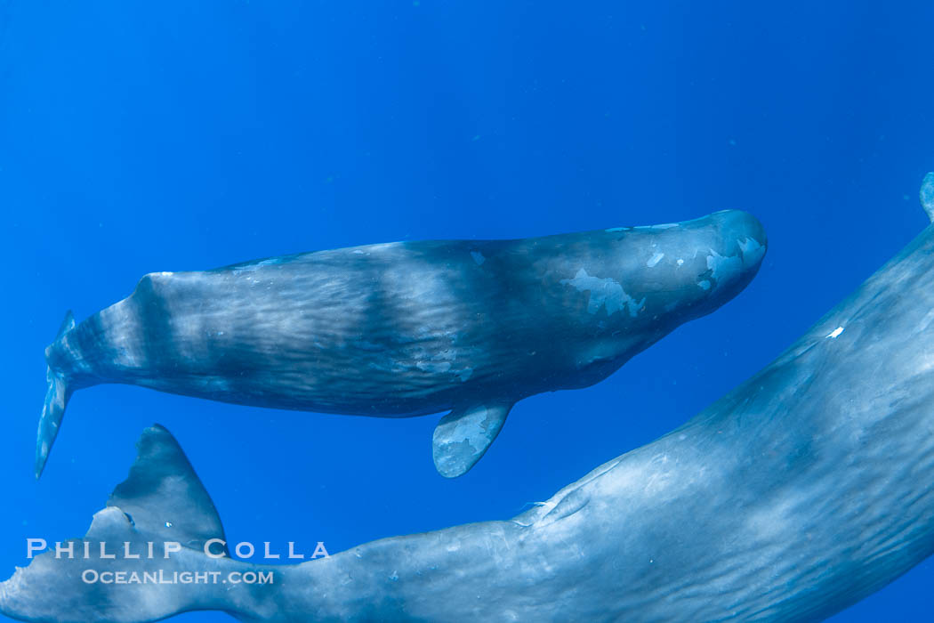 Sperm whale underwater, Physeter macrocephalus., Physeter macrocephalus, natural history stock photograph, photo id 41470