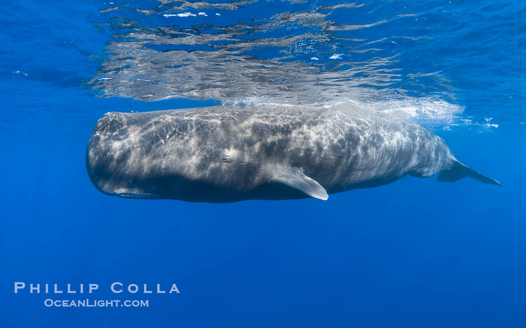 Sperm whale underwater, Physeter macrocephalus. Sperm whales are found year-round in the abyssal trench alongside the island of Dominica since this is where they forage for deep-sea squid., Physeter macrocephalus, natural history stock photograph, photo id 41467