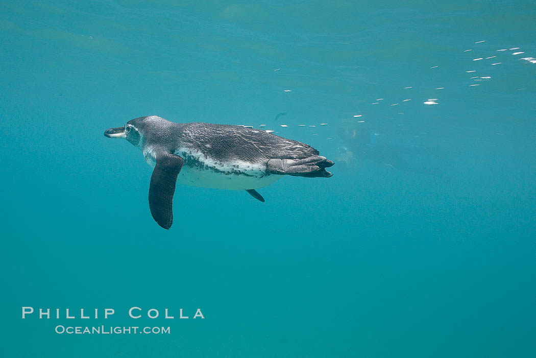Galapagos penguin, underwater, swimming.  Bartolome Island. Galapagos Islands, Ecuador, Spheniscus mendiculus, natural history stock photograph, photo id 16238
