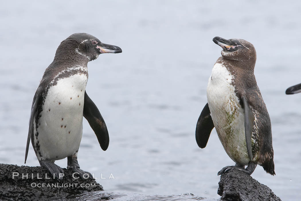 Galapagos penguins. Bartolome Island, Galapagos Islands, Ecuador, Spheniscus mendiculus, natural history stock photograph, photo id 16520