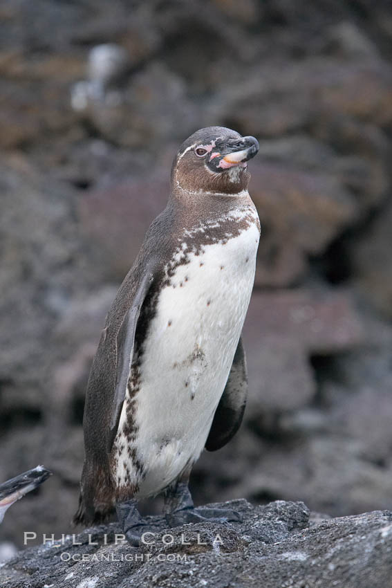 Galapagos penguin, perched on volcanic rocks.  Galapagos penguins are the northernmost species of penguin. Punta Albemarle. Isabella Island, Galapagos Islands, Ecuador, Spheniscus mendiculus, natural history stock photograph, photo id 16523