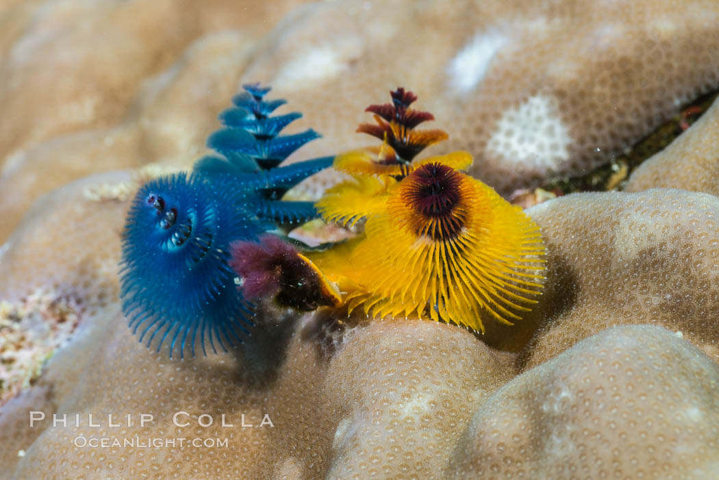 Spirobranchus Christmas Tree Worm, Fiji. Makogai Island, Lomaiviti Archipelago, natural history stock photograph, photo id 31774