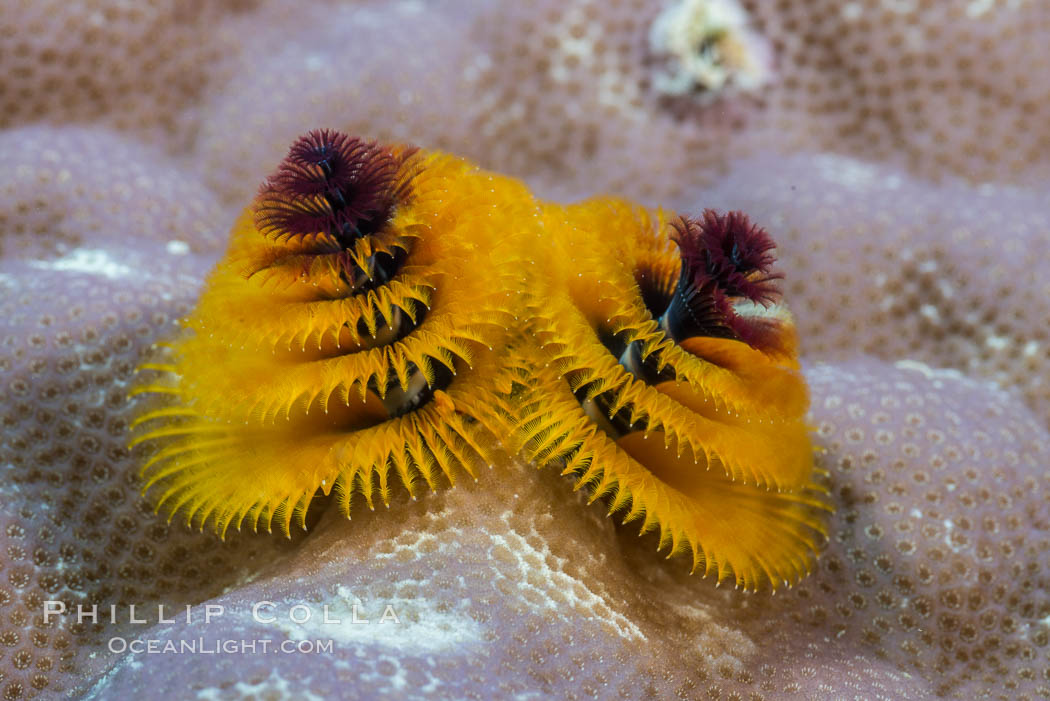 Spirobranchus Christmas Tree Worm, Fiji. Makogai Island, Lomaiviti Archipelago, natural history stock photograph, photo id 31563